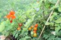 Tomates cerises