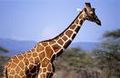 Girafe