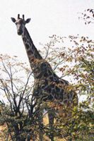 Girafe - savane